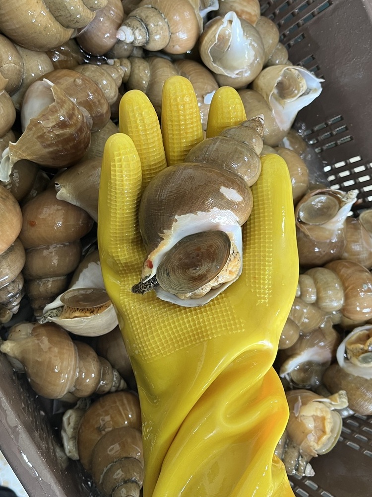 포항 백골뱅이 1kg 백고동 통 생 골뱅이 동해안 구룡포 - 상품 이미지