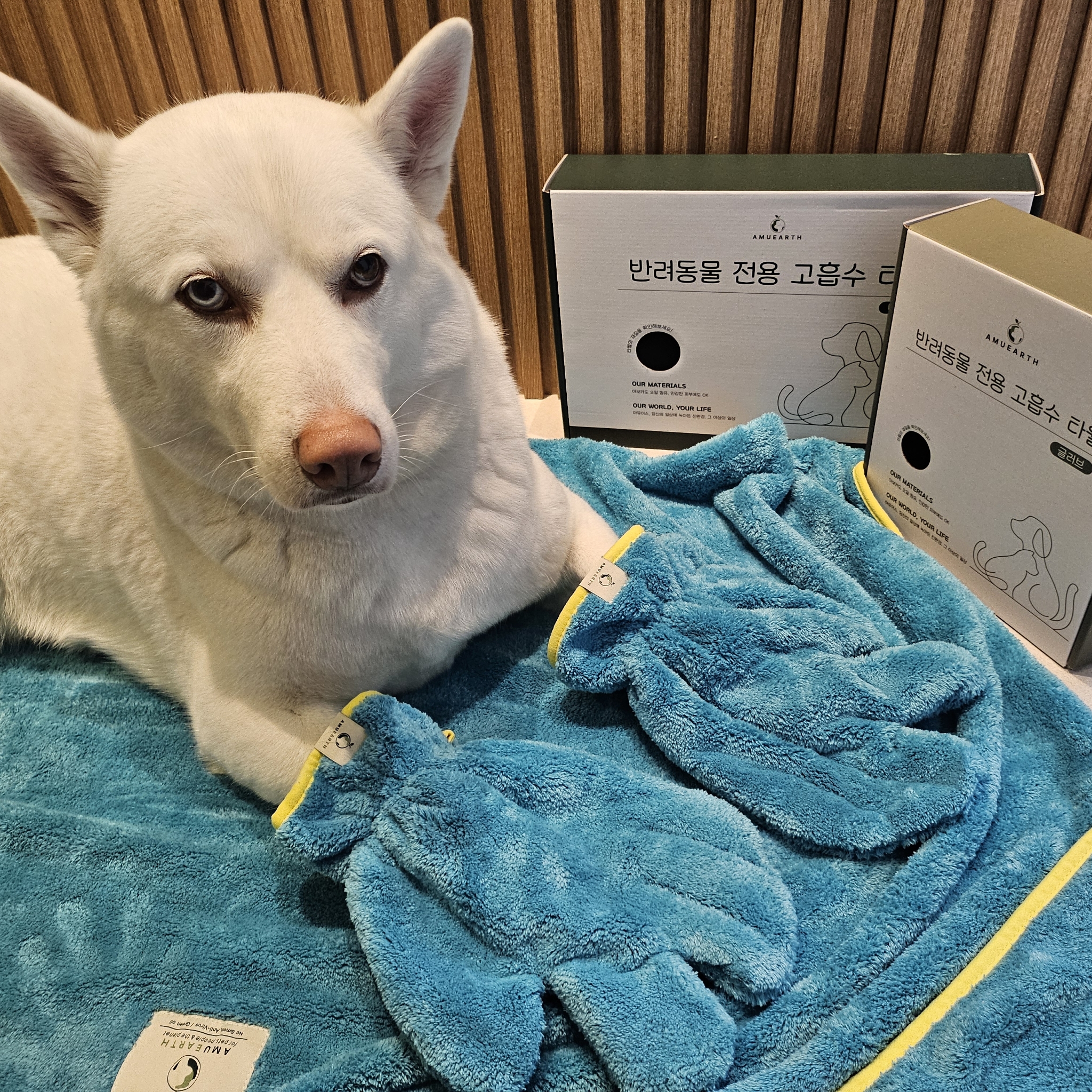 아뮤어스 보송 펫드라이 글러브 장갑타올 아보카도오일유래 항균 소취 강아지 고양이 목욕 장갑 - 상세 이미지 4