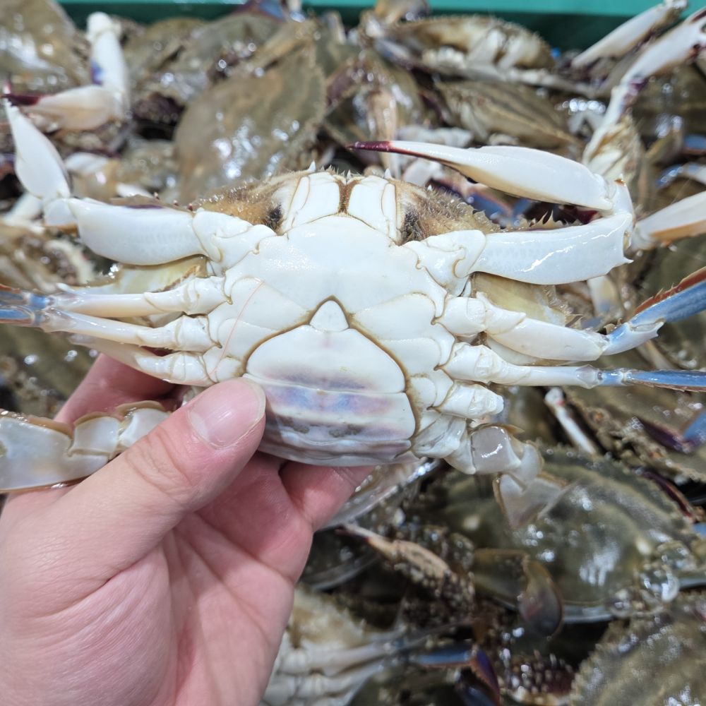 연평도 꽃게 숫꽃게 암꽃게 생물 활꽃게 알배기 서해안 손질 절단 절단꽃게 이미지 2