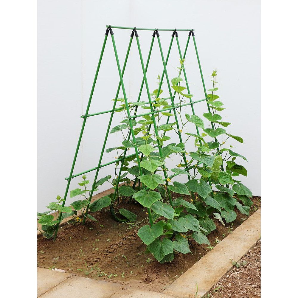 오이지지대 2m 활대 덩굴 넝쿨 포도나무지지대 넝쿨식물 토마토 포도나무 - 상품 이미지