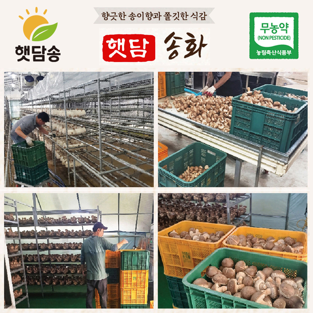 [1+1]무농약 송화고 버섯 못난이버섯 식용 샤브샤브 좋은 맛있는 생버섯 송고 참송이 맛집 이미지 8