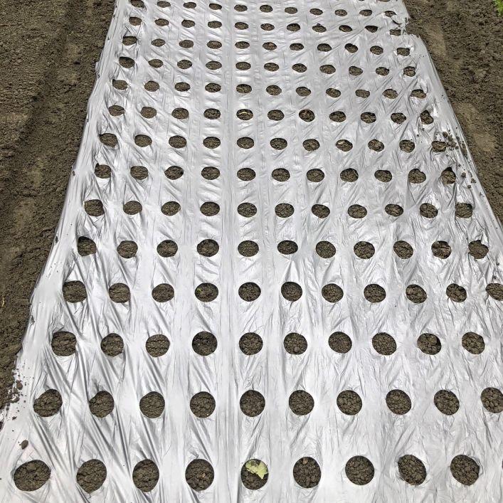 마늘비닐 1.5m 멀칭 감자 양파 비닐 약330m 흑색 블랙 8공 직경 6CM 국산 1.5m 구멍 8 17x17 6cm - 상세 이미지 4