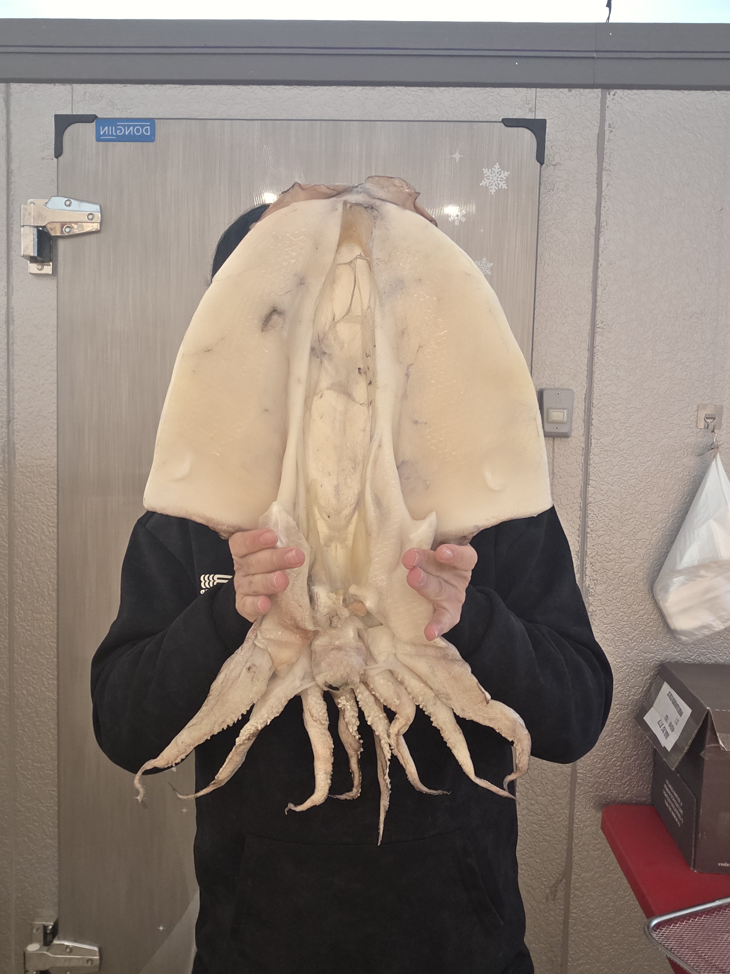군산 반건조 갑오징어  1미  갑오징어구이 캠핑용 술안주 - 상품 이미지