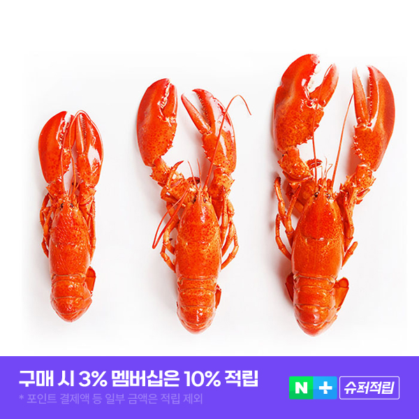 프리미엄 캐나다 랍스타 1마리 자숙랍스터 (실중량 350g 이상부터) - 상품 이미지