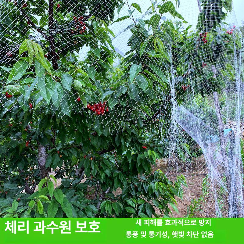 조류망 식물그물망 블루베리새망 농사용 새그물 텃밭 5m 폭 50m 길이 [2.0 메쉬 신소재] - 상세 이미지 3