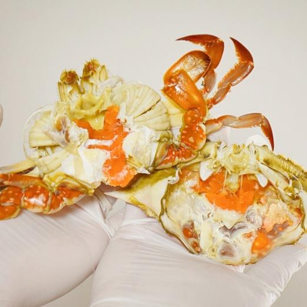 활 암꽃게 철 봄 꽃게 제철 꽃개 활꽃게 간장게장용 알베기 암게 알배기 생물 서해안 1kg 이미지 6
