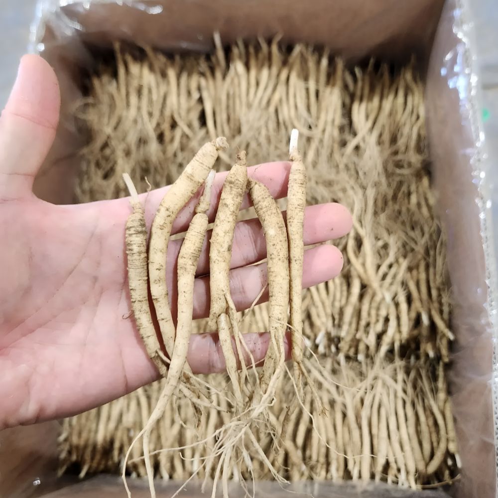 삼계탕인삼 갈비탕 업소용 실실이 인삼 수삼 한채 750g - 상세 이미지 2