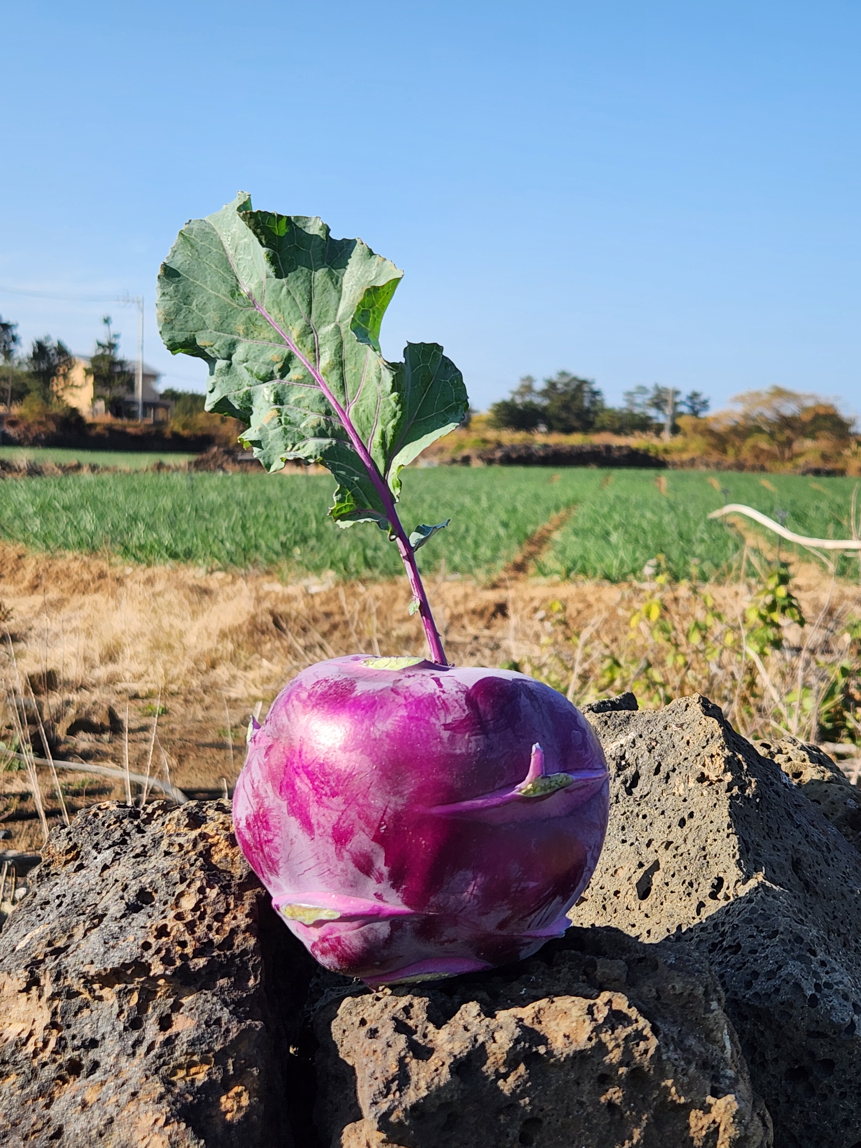 제주 햇 콜라비 3kg, 5kg 이미지 2