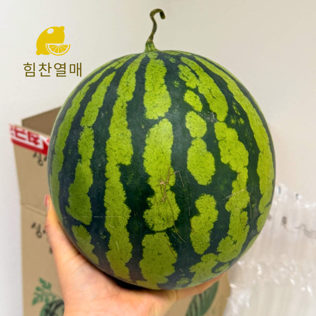 고당도 가정용 하우스수박 꿀수박 3kg, 1개 - 상품 이미지