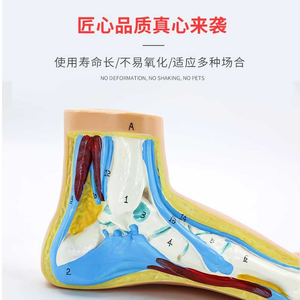 발 단면도 학습 모형 교육 용 해부학 근육 병리학 구조 - 상세 이미지 5