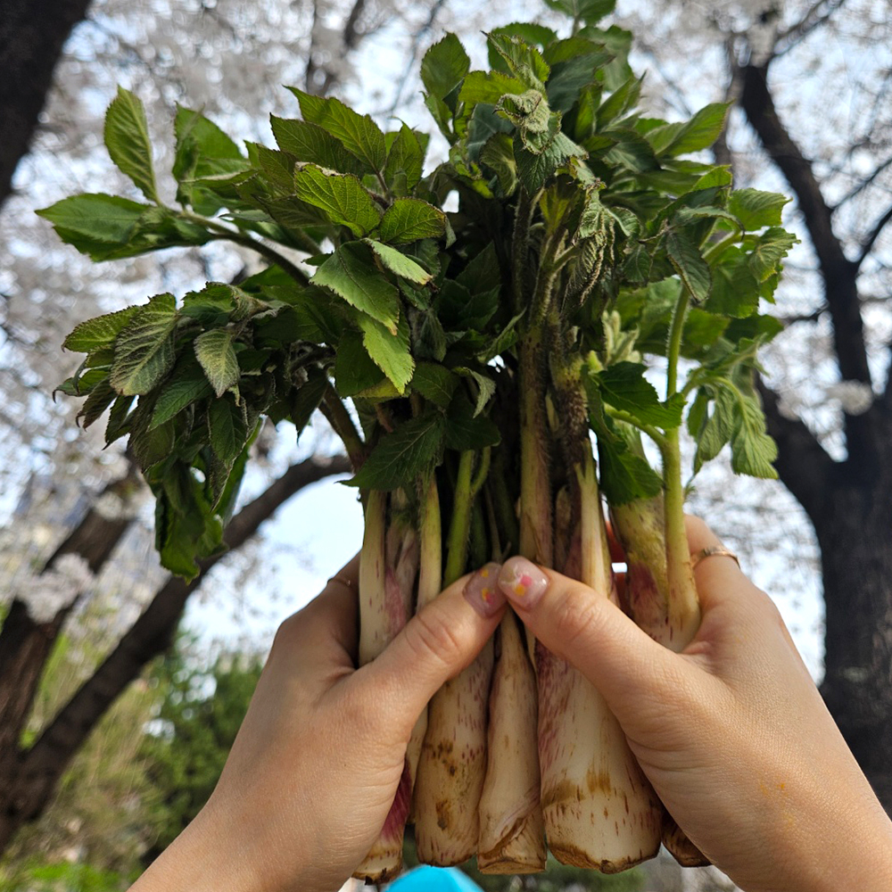두릅제철 두룹 땅두릅효능 개두릅 참두릅 순창 땅두룹 봄나물 드룹 - 상품 이미지