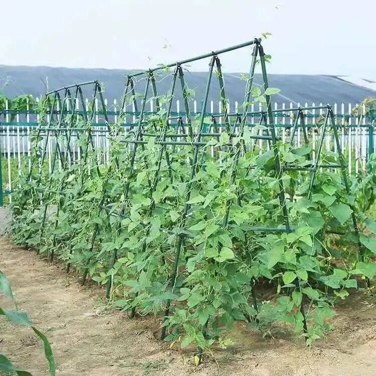 a형 넝쿨지지대 오이 고추 장미 텃밭 프레임 대형 농사용 조립식 원예 자재 농업용 - 상세 이미지 3