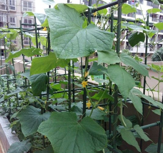포도나무 지지대 파이프 대형 1.8m 2m 애플수박 - 상품 이미지