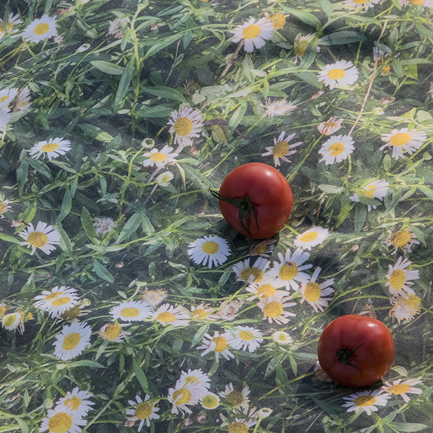 데이지 피크닉매트 단면방수 소풍 돗자리 100x140cm, 1개 이미지 7