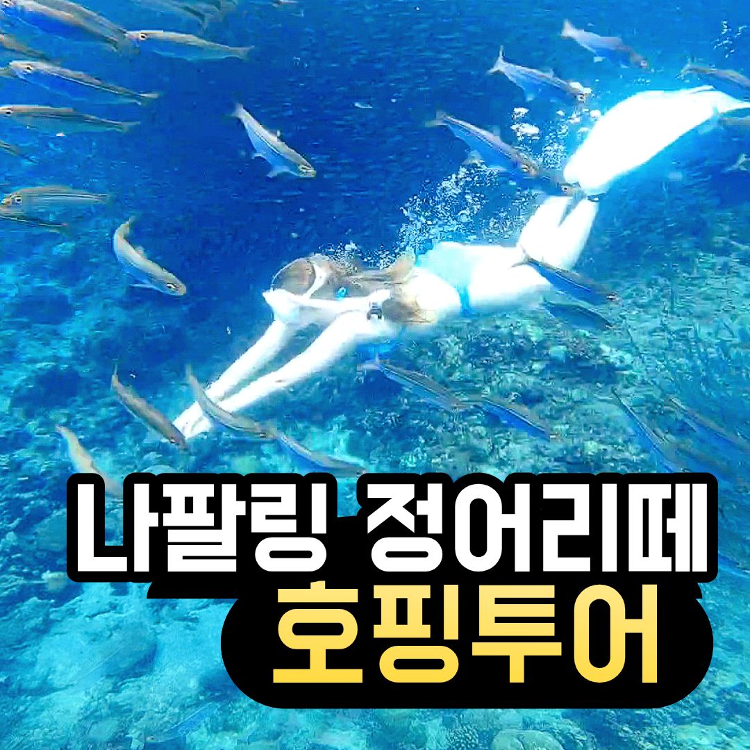 보홀 나팔링 호핑투어 정어리떼 스노클링 조인투어 리조트 픽업드랍 제공 - 상품 이미지