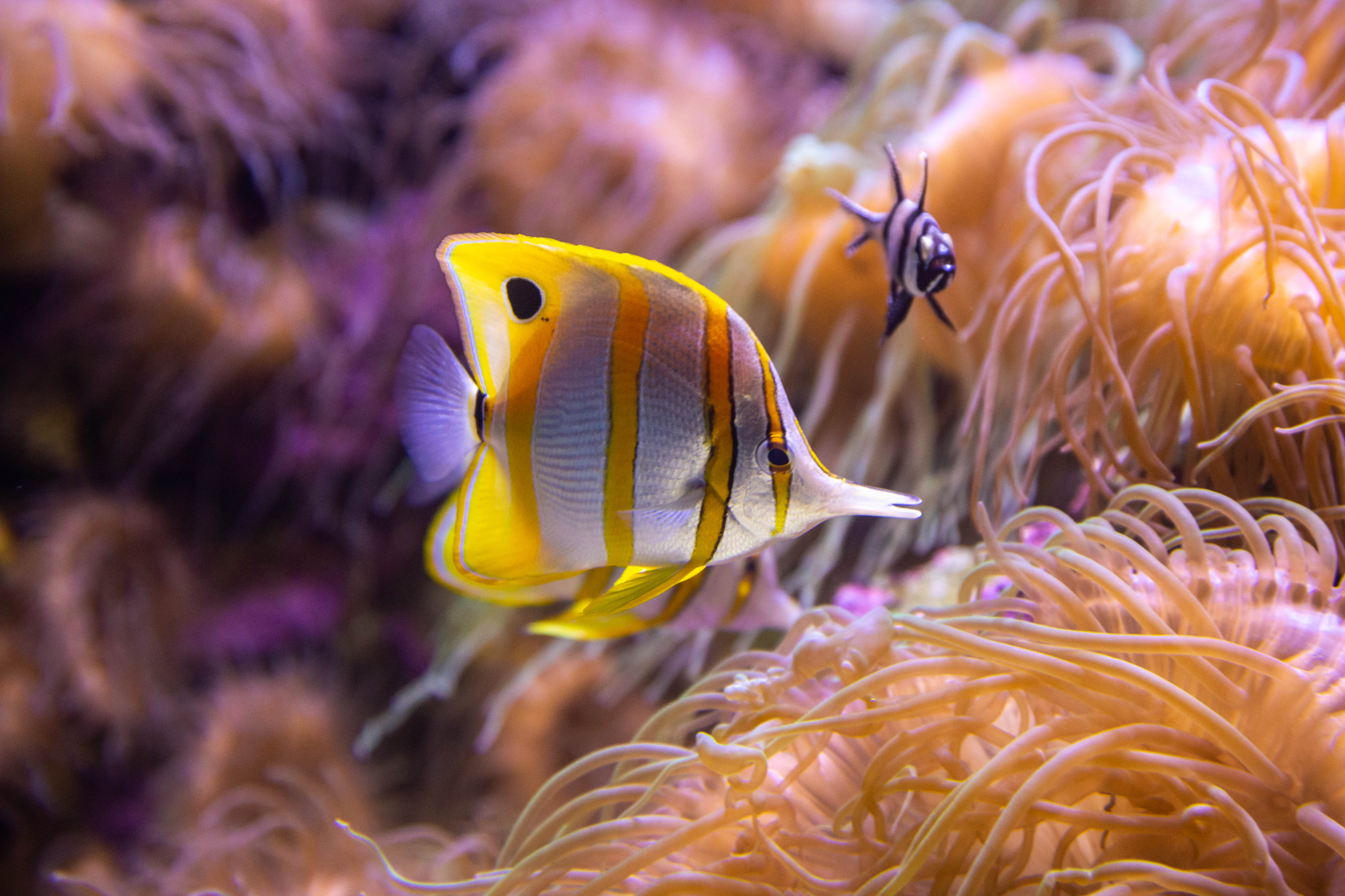 씨 라이프(SEA LIFE) 시드니 아쿠아리움 입장권 (QR 입장) 이미지 6