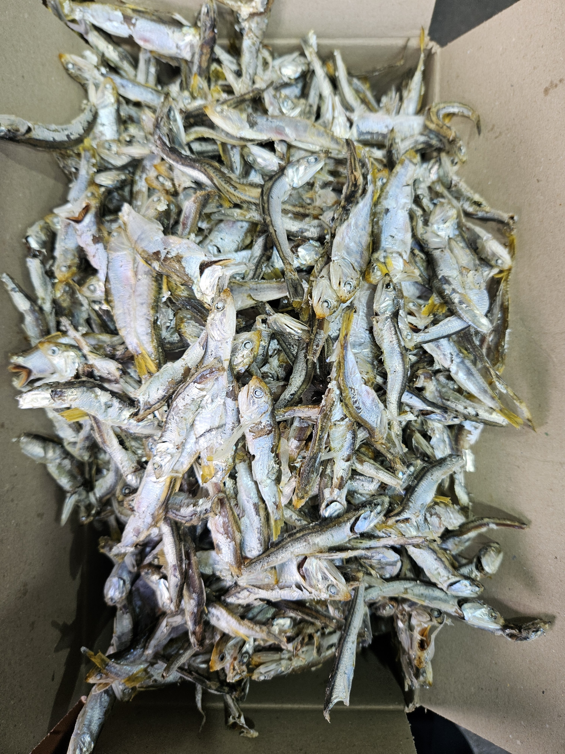 (도매) 업소용 햇 육수멸치 고노리 청어 1.5kg 12박스 2줄 국물 다시 멸치 이미지 2