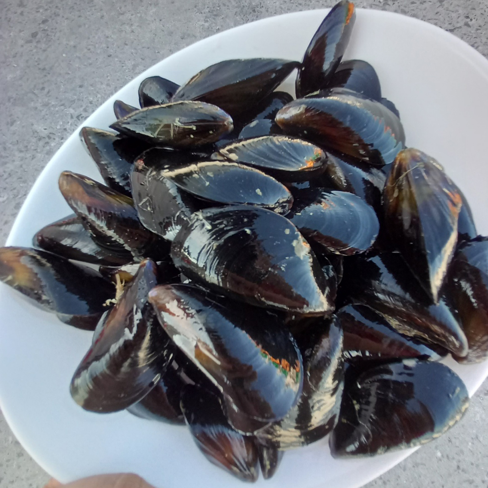 남해안 홍합 산지직송 생홍합 제철 해산물 국물용 1KG - 상품 이미지