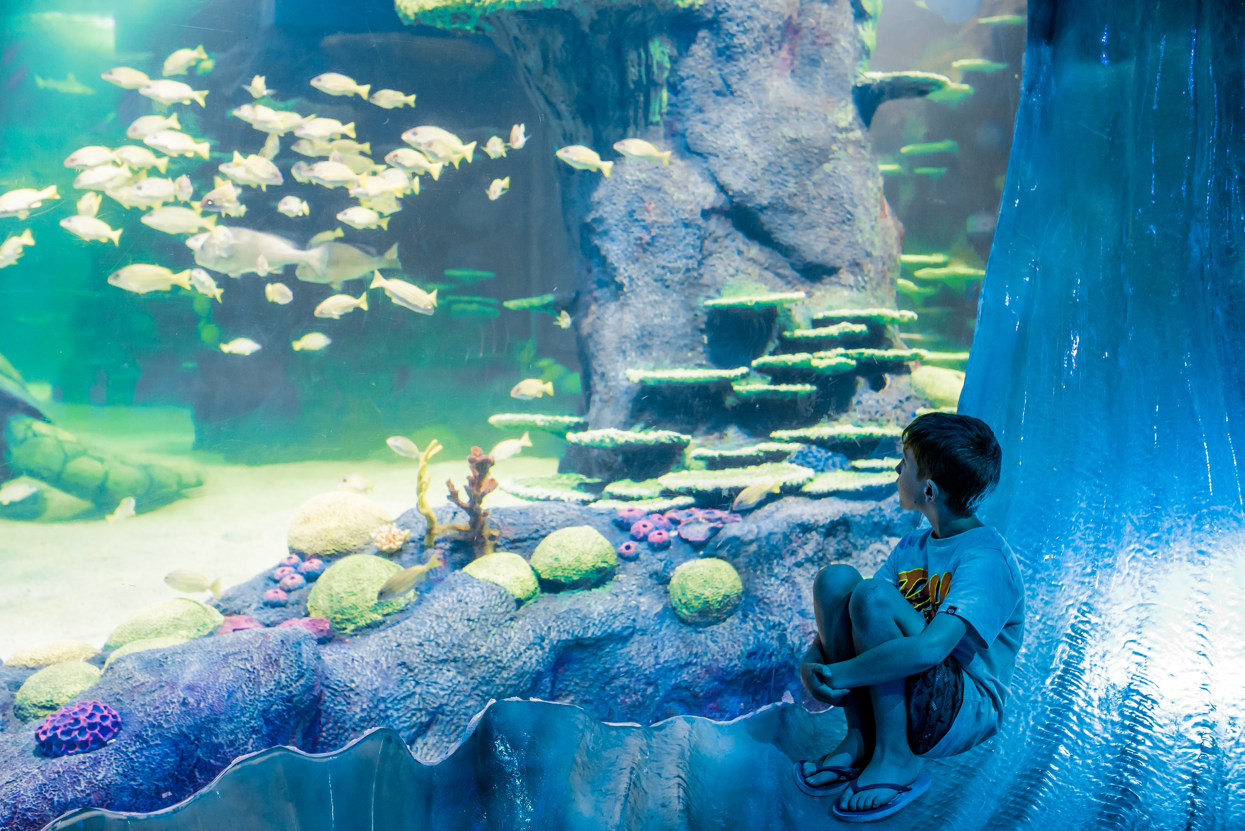 씨 라이프(SEA LIFE) 시드니 아쿠아리움 입장권 (QR 입장) - 상세 이미지 3