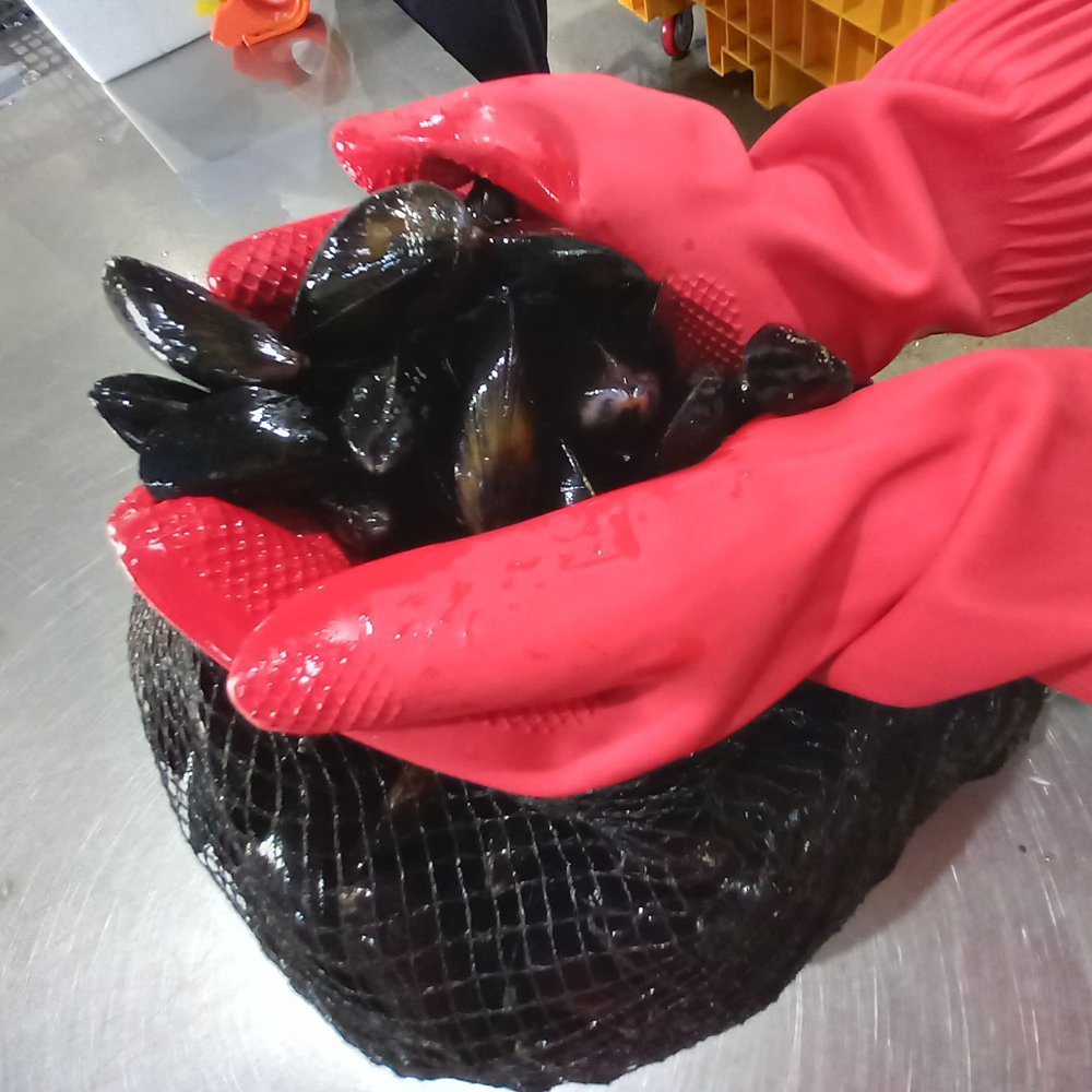 남해안 홍합 산지직송 생홍합 제철 해산물 국물용 1KG - 상세 이미지 3