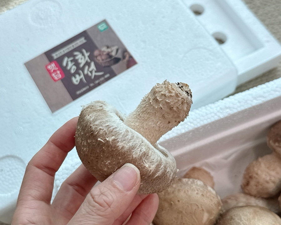 [햇담송]국내산 친환경 햇담송화 중급&고급형 대형마트 백화점등급 송이향 송화고버섯 송고 - 상세 이미지 3