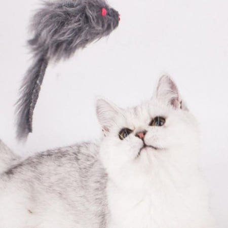 고양이 사냥본능 자극 쥐 인형 깃털 달린 움직이는 장난감 실내 놀이용품