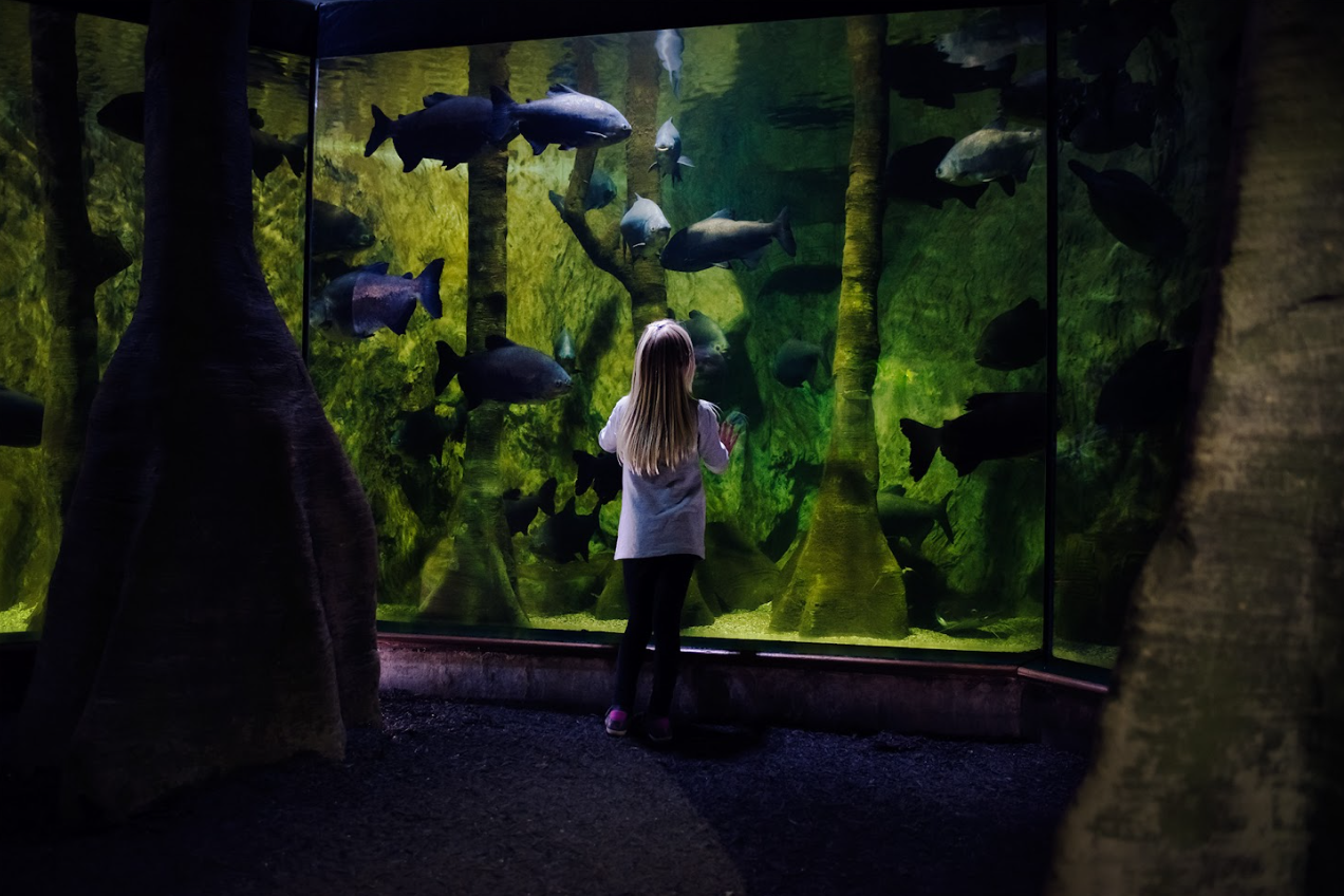 [즉시확정] 나고야 레고랜드+SEA LIFE 아쿠아리움 1일권 - 상세 이미지 4