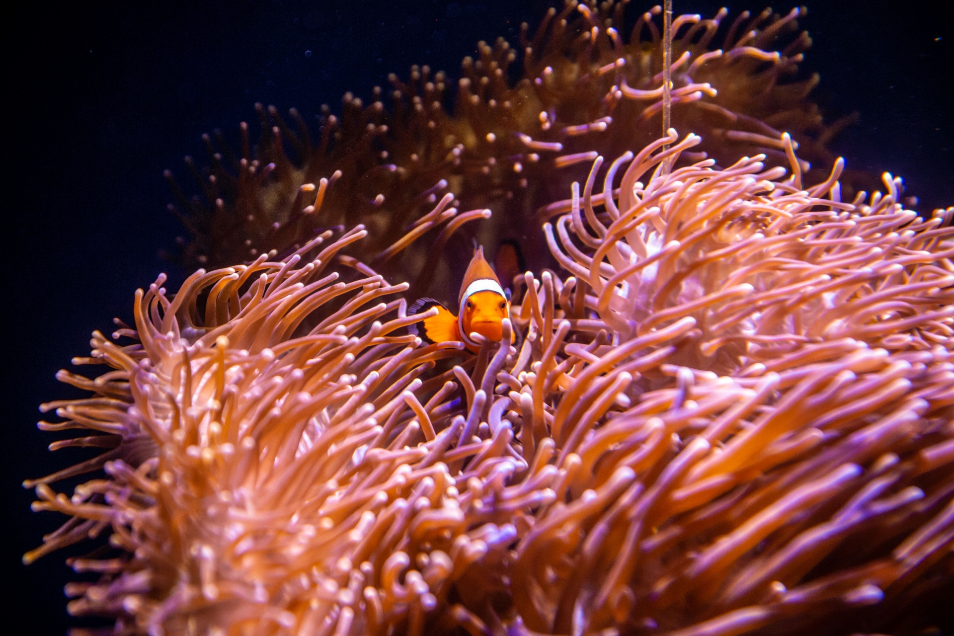 씨 라이프(SEA LIFE) 시드니 아쿠아리움 입장권 (QR 입장) 이미지 8