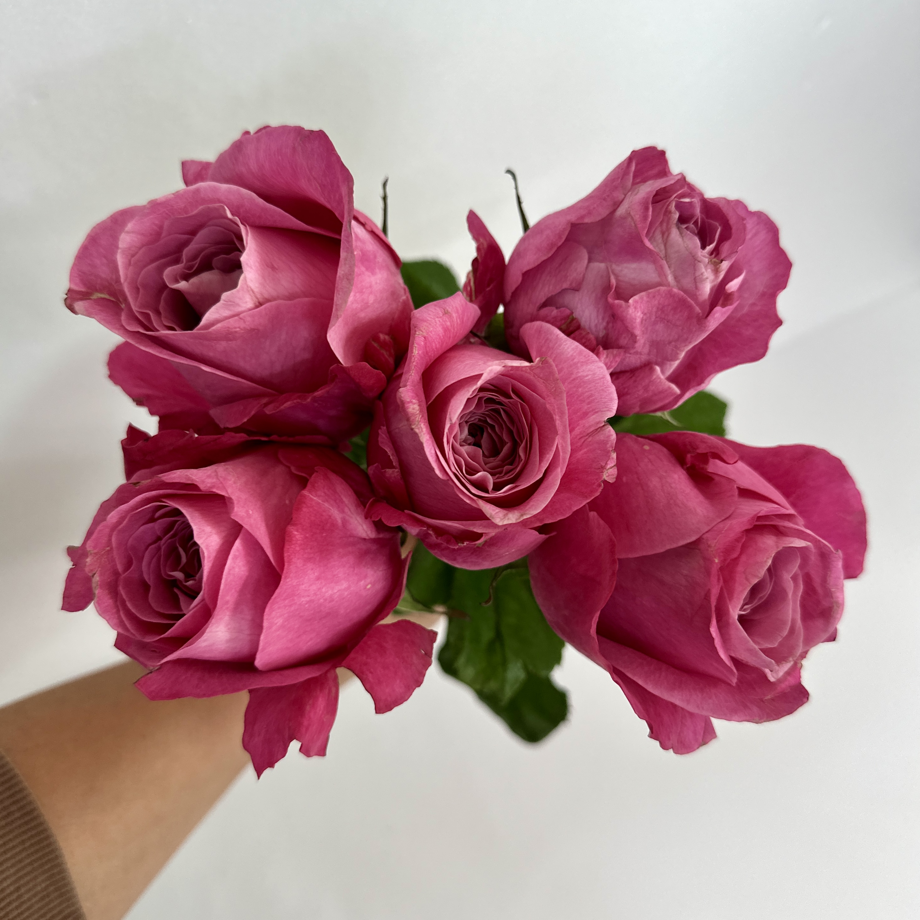 희록플라워 랜덤 장미 생화 5송이 꽃 꽃다발 배달 생화택배 양재꽃시장 꽃정기구독 이미지 6