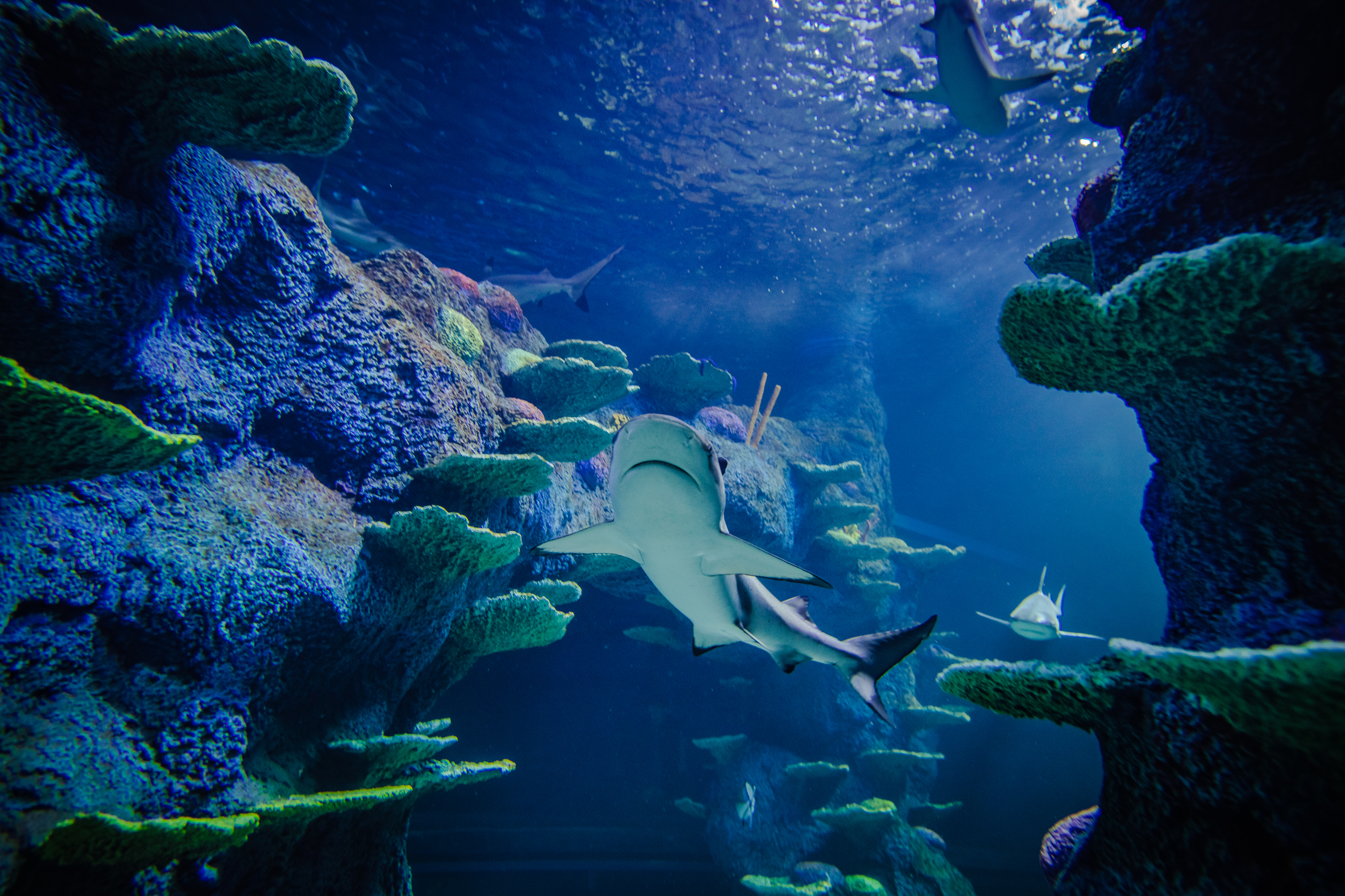 씨 라이프(SEA LIFE) 시드니 아쿠아리움 입장권 (QR 입장) 이미지 7