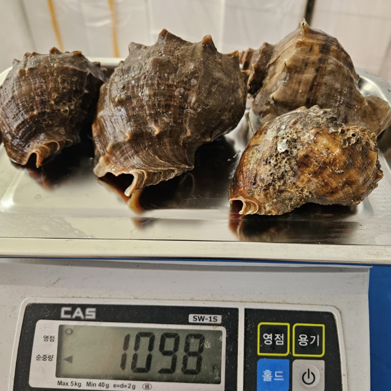 자연가득 전남 고흥 주먹 참소라 1kg 4-6미 - 상세 이미지 5