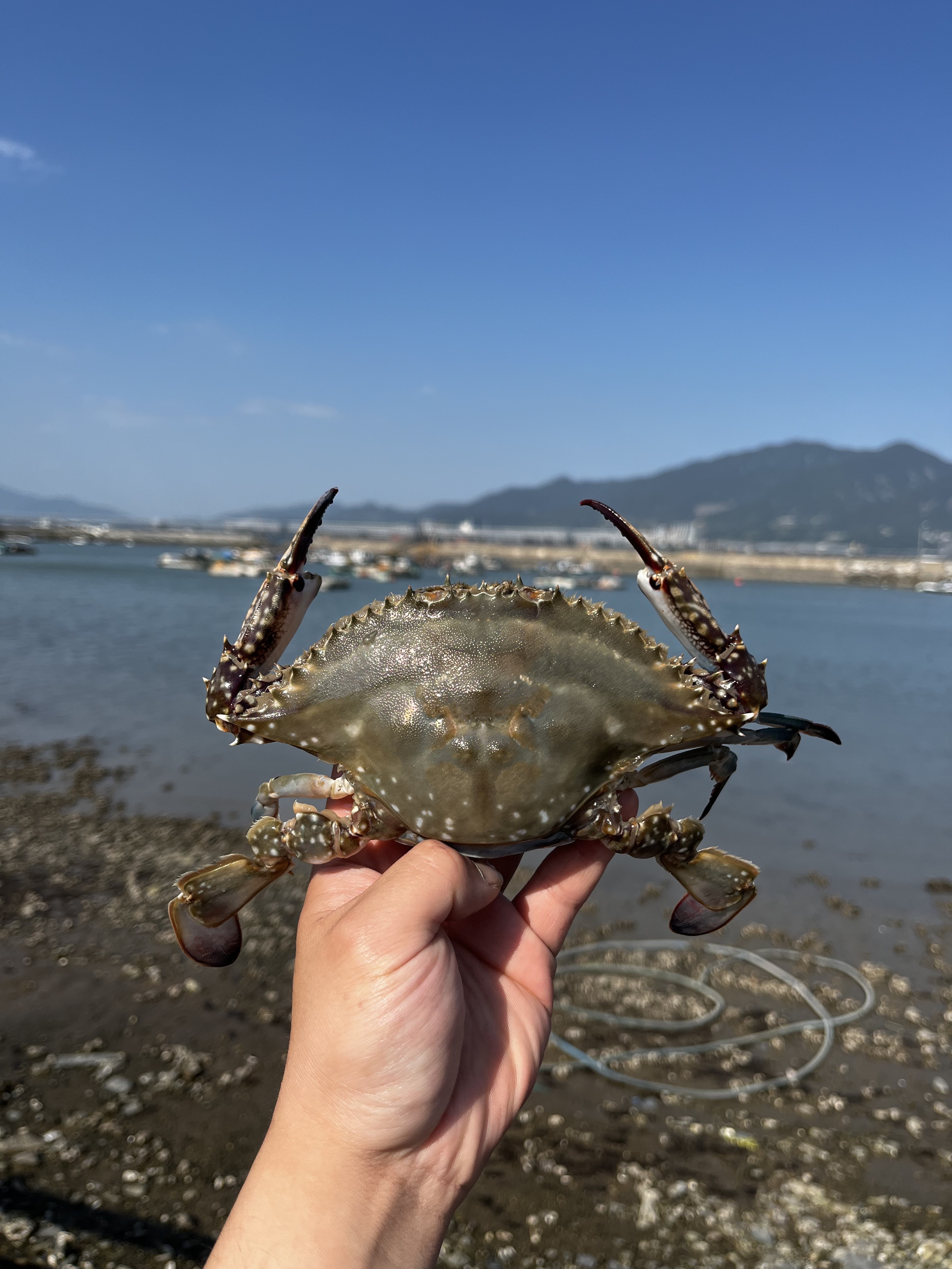국산 꽃게 암꽃게 숫꽃게 제철 활꽃게 급냉 냉동 연평도 알배기 - 상세 이미지 2