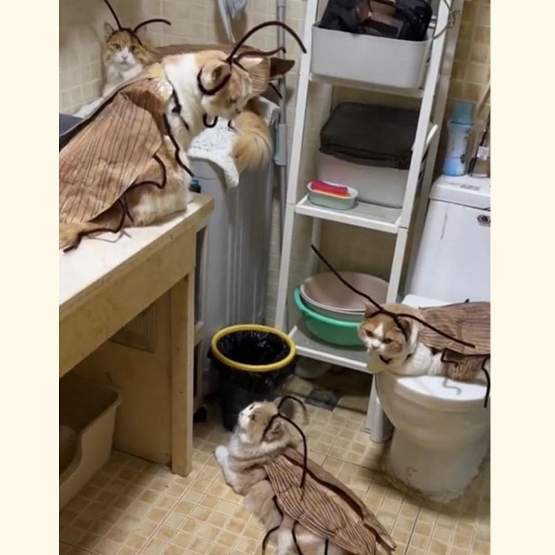 DIY 고양이 바퀴벌레 코스튬 코스프레 킹받는 선물 쓸모없는 쓸데없는 웃긴 우정 이벤트 - 상세 이미지 3