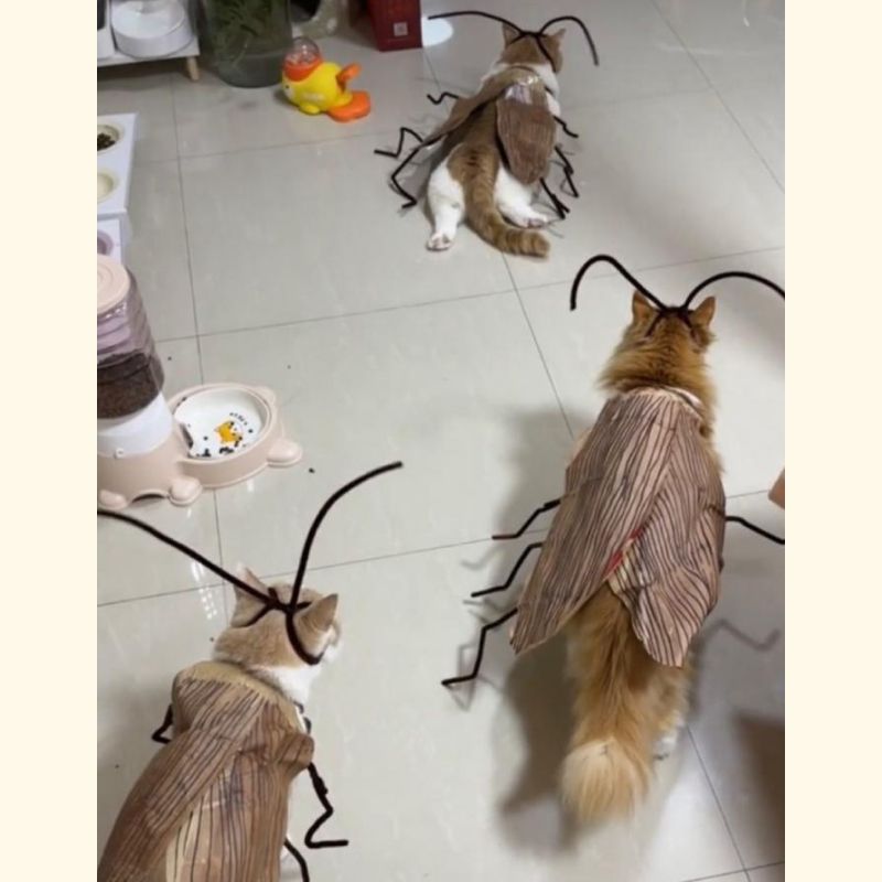 DIY 고양이 바퀴벌레 코스튬 코스프레 킹받는 선물 쓸모없는 쓸데없는 웃긴 우정 이벤트 이미지 6