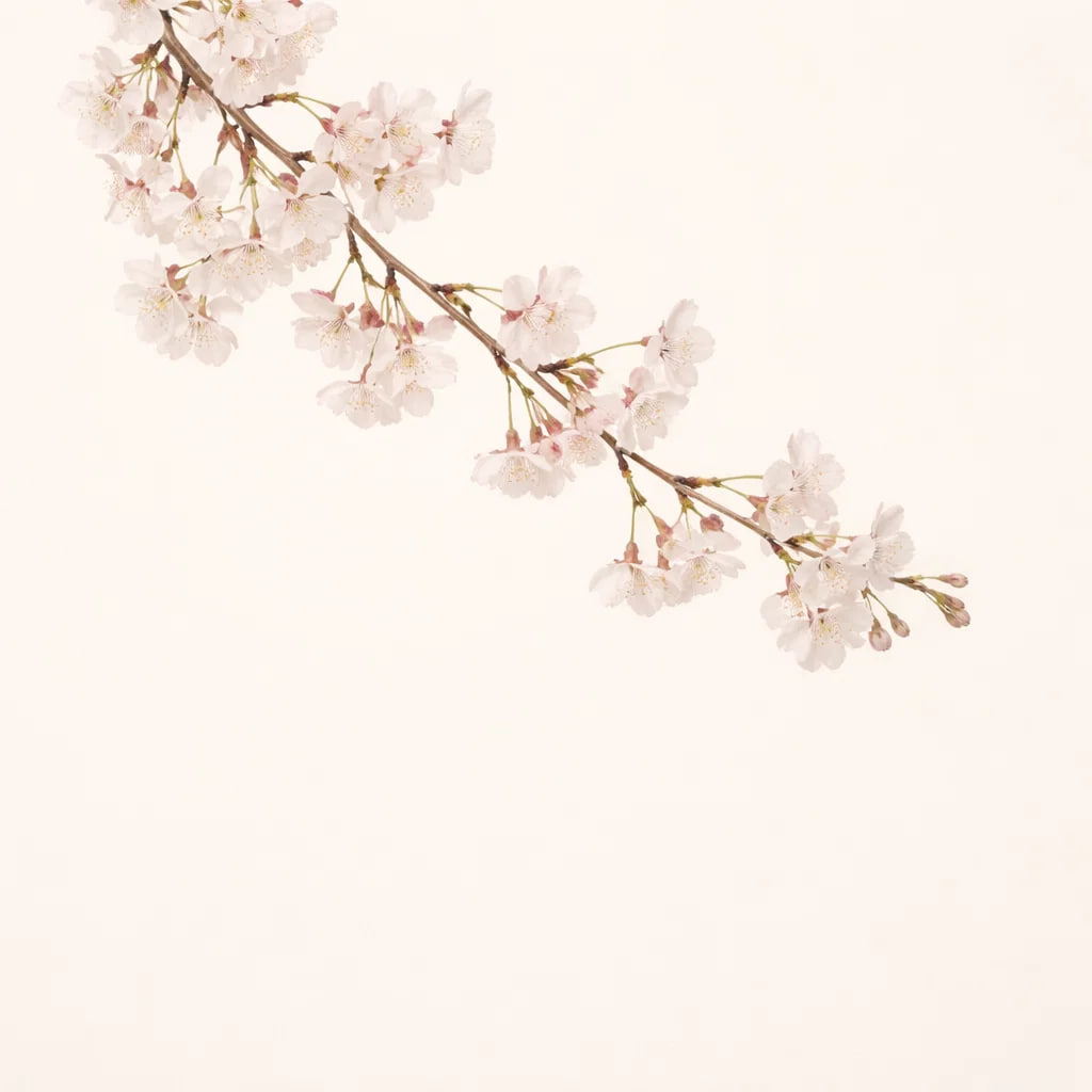 조향 향료 벚나무, 10ml, 1개 - 상세 이미지 3