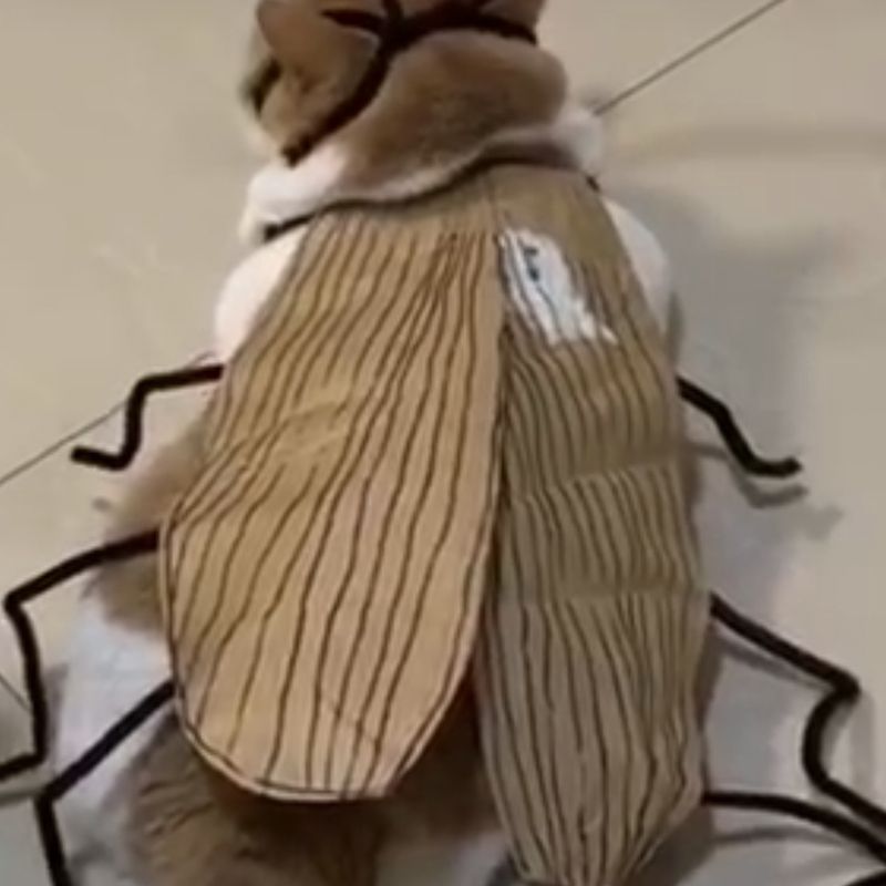 DIY 고양이 바퀴벌레 코스튬 코스프레 킹받는 선물 쓸모없는 쓸데없는 웃긴 우정 이벤트 - 상세 이미지 4