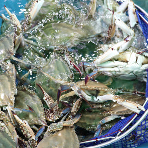 알배기 활 암꽃게 봄꽃게 몽당 1kg 생물 급냉 친절한어부씨 맛있게 먹은 솔직 후기 - 상품 이미지 3