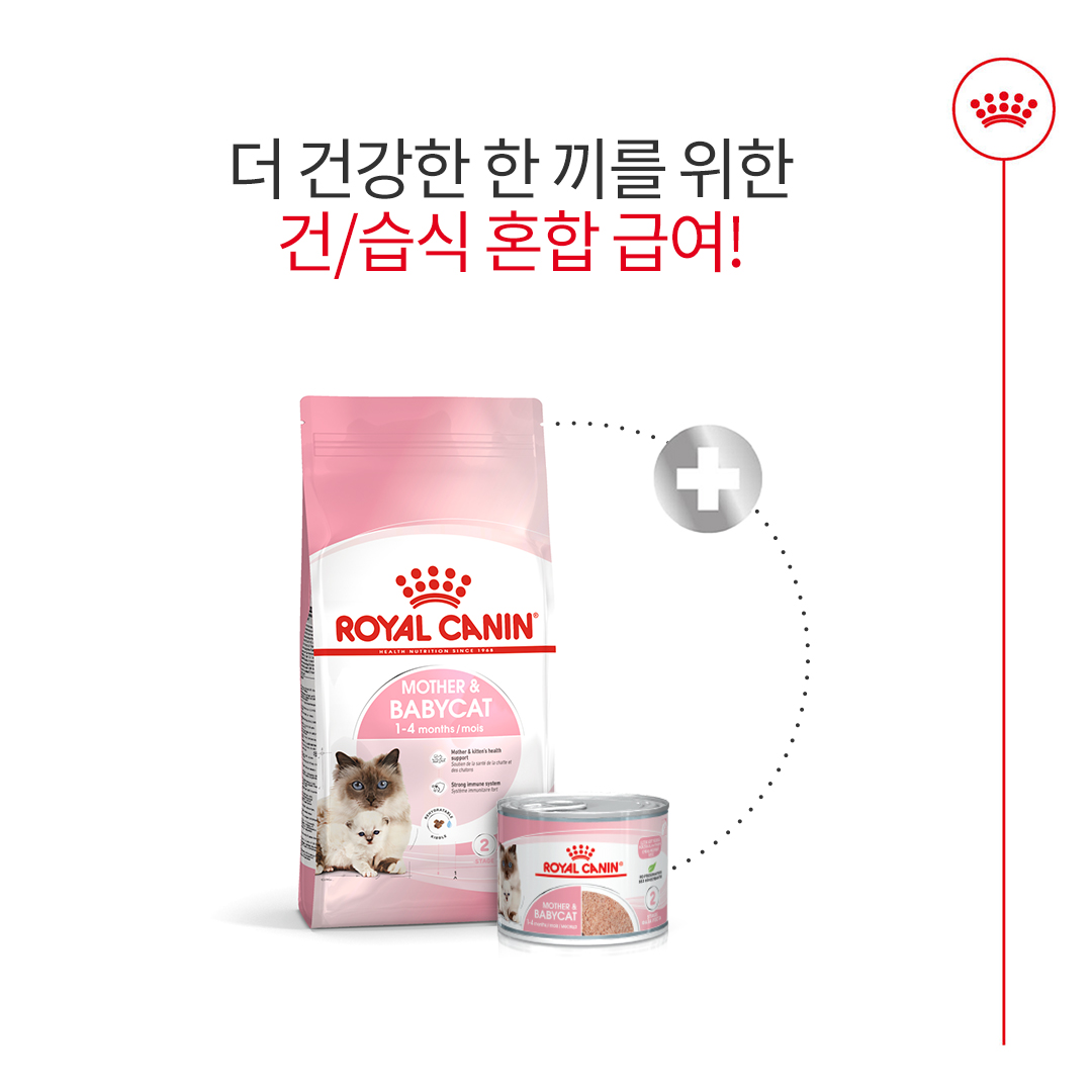 [유통기한 2027.04.16] 로얄캐닌 캣 마더앤베이비, 4kg, 1개 이미지 7