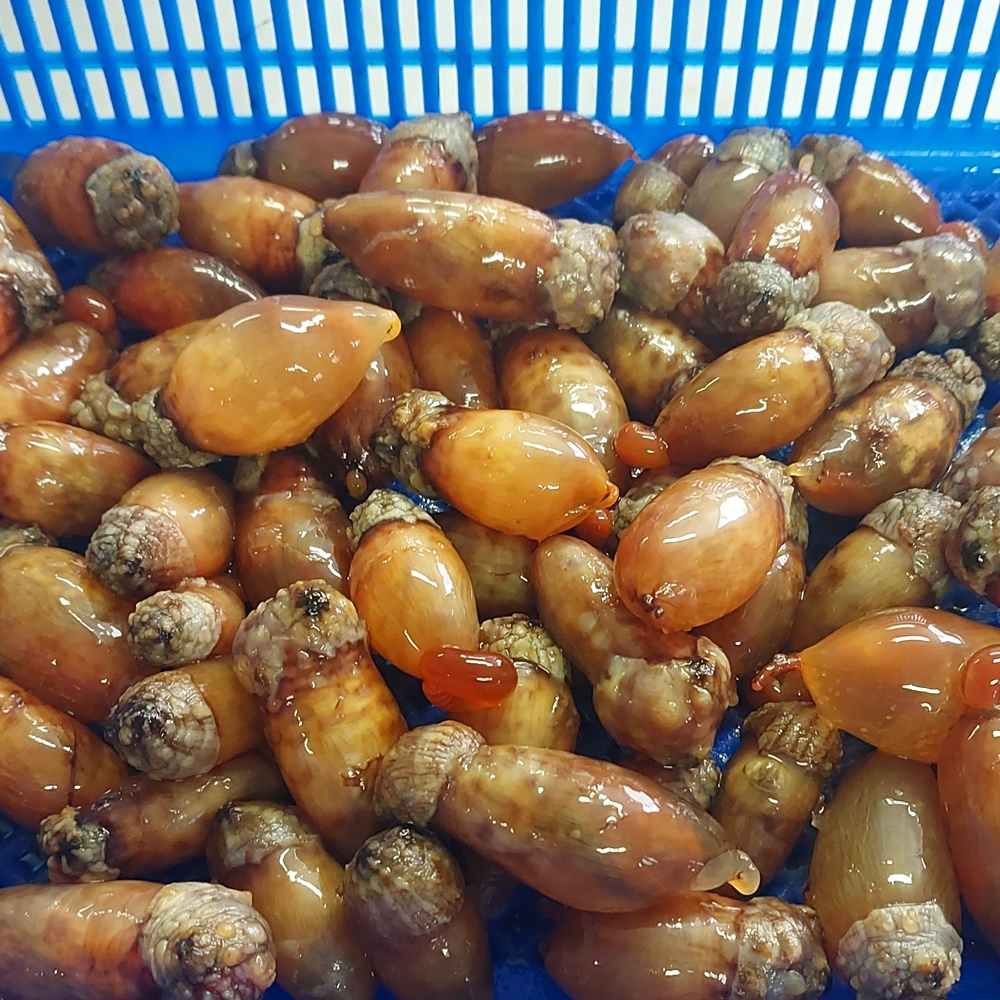 제철 진동 활 미더덕 손질 깐 참 미더덕회 산지직송 - 상세 이미지 2