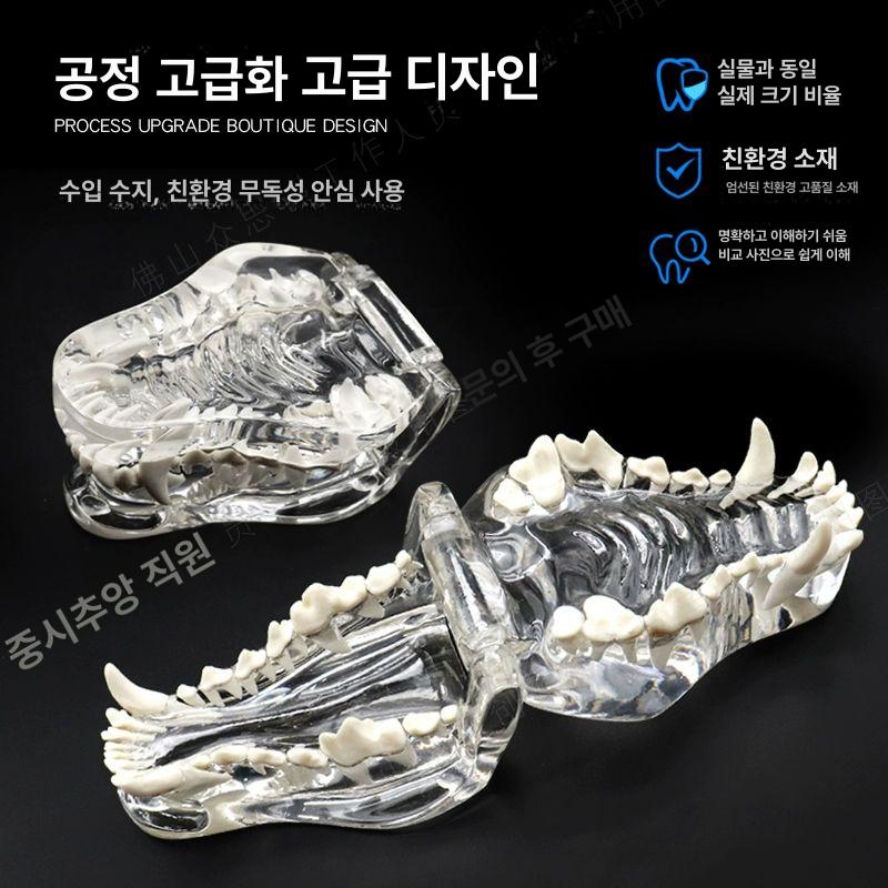 강아지 동물 모형 이빨 고양이 교육용 치아 수의사 개 이빨 - 상세 이미지 4