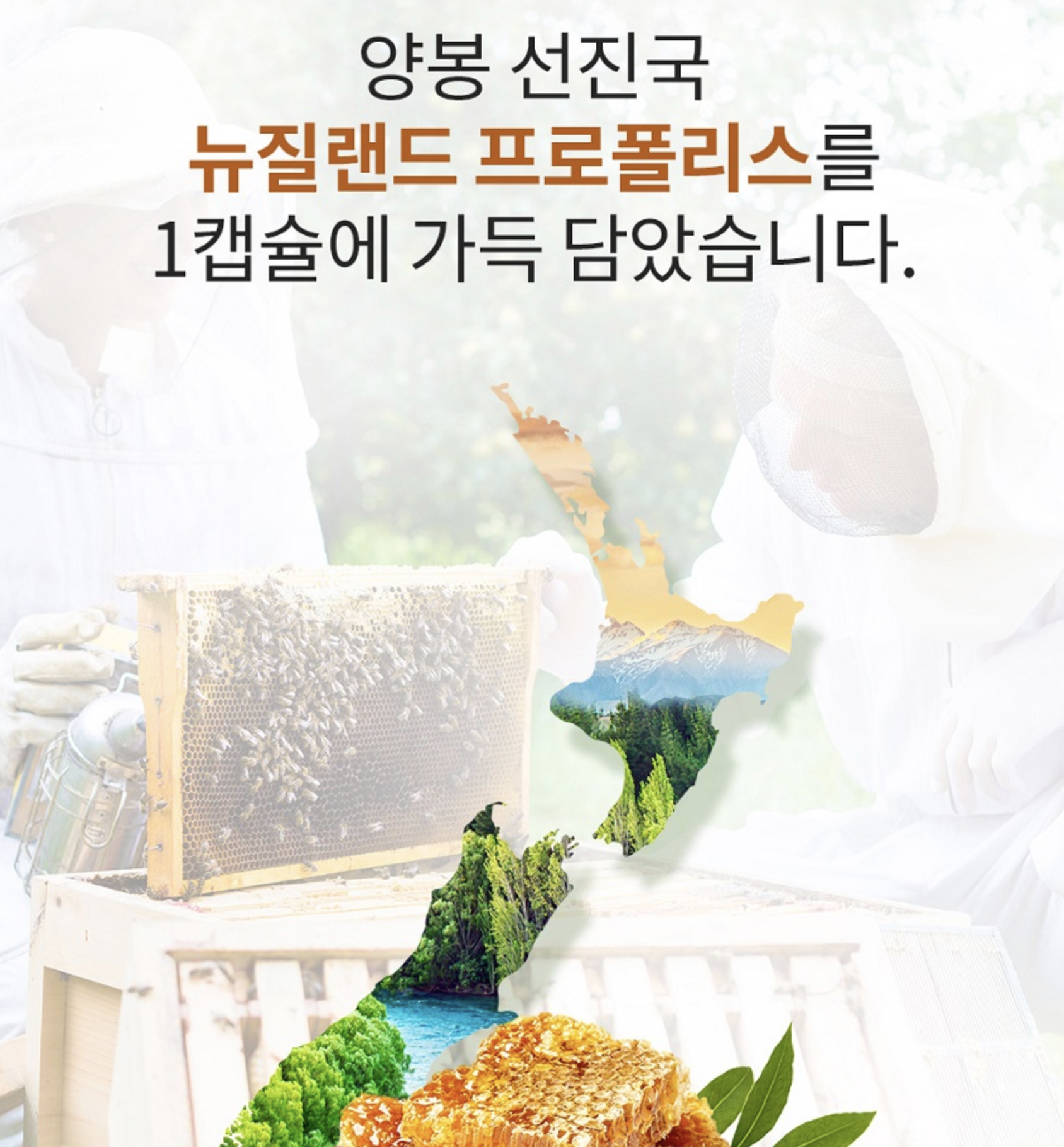 고농축 프로폴리스의 효능 뉴질랜드프로폴리스 추출물 면역력높이는영양제 이미지 6