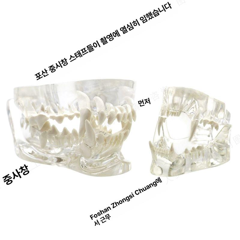 강아지 동물 모형 이빨 고양이 교육용 치아 수의사 개 이빨 - 상세 이미지 5