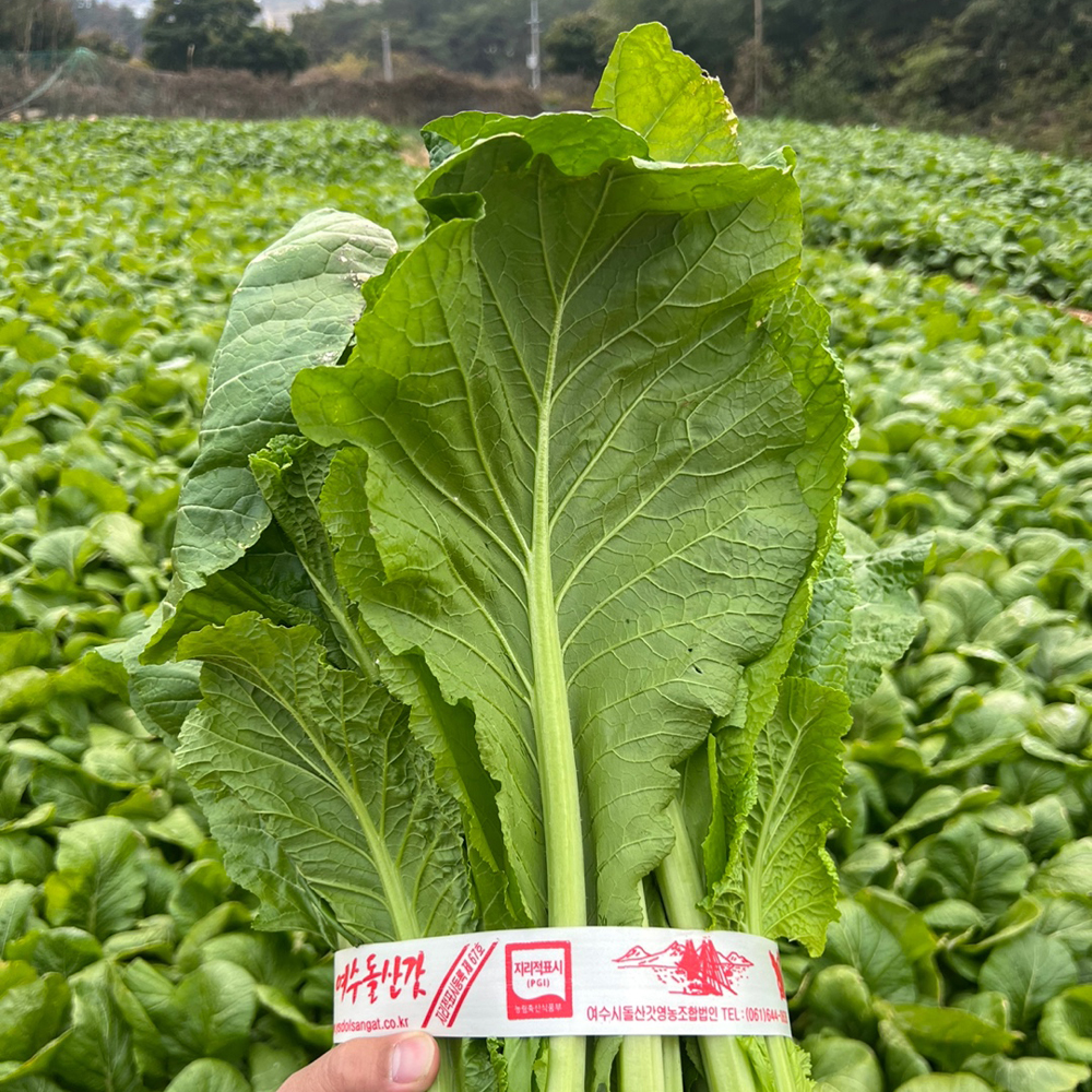 여수 돌산 갓 김치용 갓 절임 산지직송 해풍 국내산 신선 갓 3kg - 상세 이미지 4