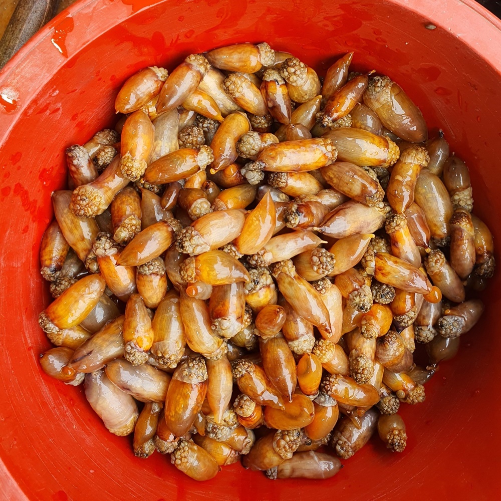 제철 진동 활 미더덕 손질 깐 참 미더덕회 산지직송 - 상세 이미지 4
