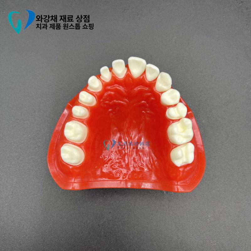치석 치과 모형 상담 자료 치아 치주 덴티폼 착색 단일 항목 - 상세 이미지 5