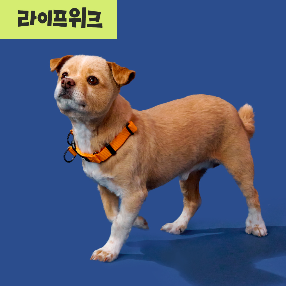 [강형욱X퍼피즈] 퍼피즈 어드벤처 목줄, 강아지 하네스 목줄 산책줄