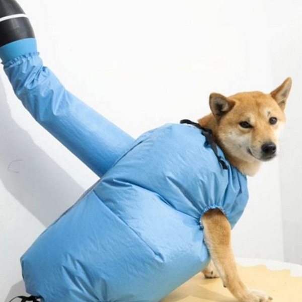 반려동물 애견 드라이 룸 반려견 강아지 드라이 룸 건조기 목욕 - 상품 이미지