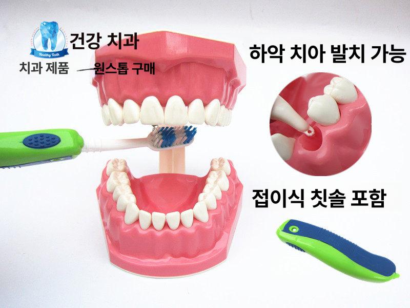 치아모형 구강 디스플레이 실습 교구 병원 이빨모형 교육 1 1 소형 모델 - 상세 이미지 3