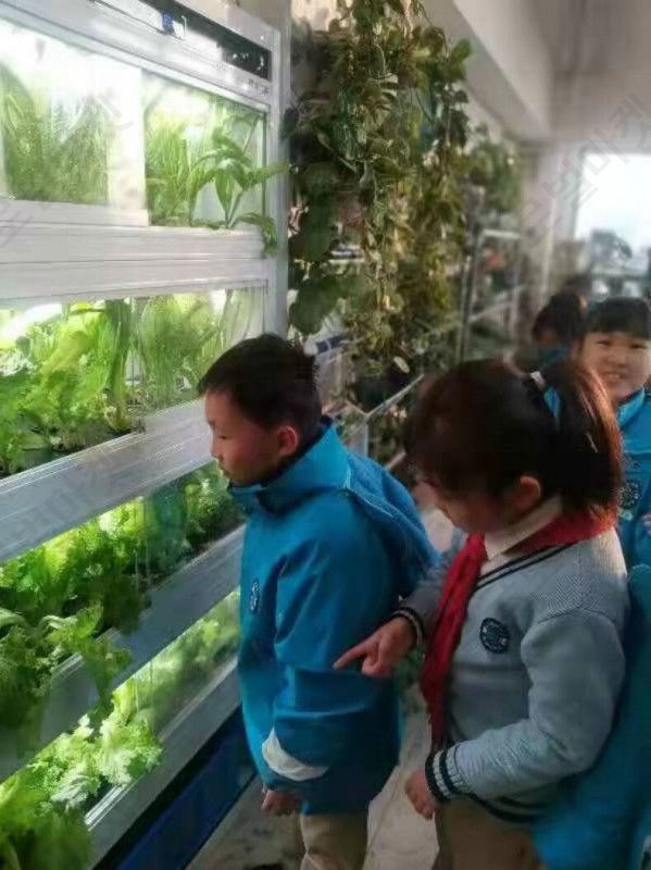 AI 수경재배기 식자재 키우기 실내가드닝 거실 스마트 - 상세 이미지 5