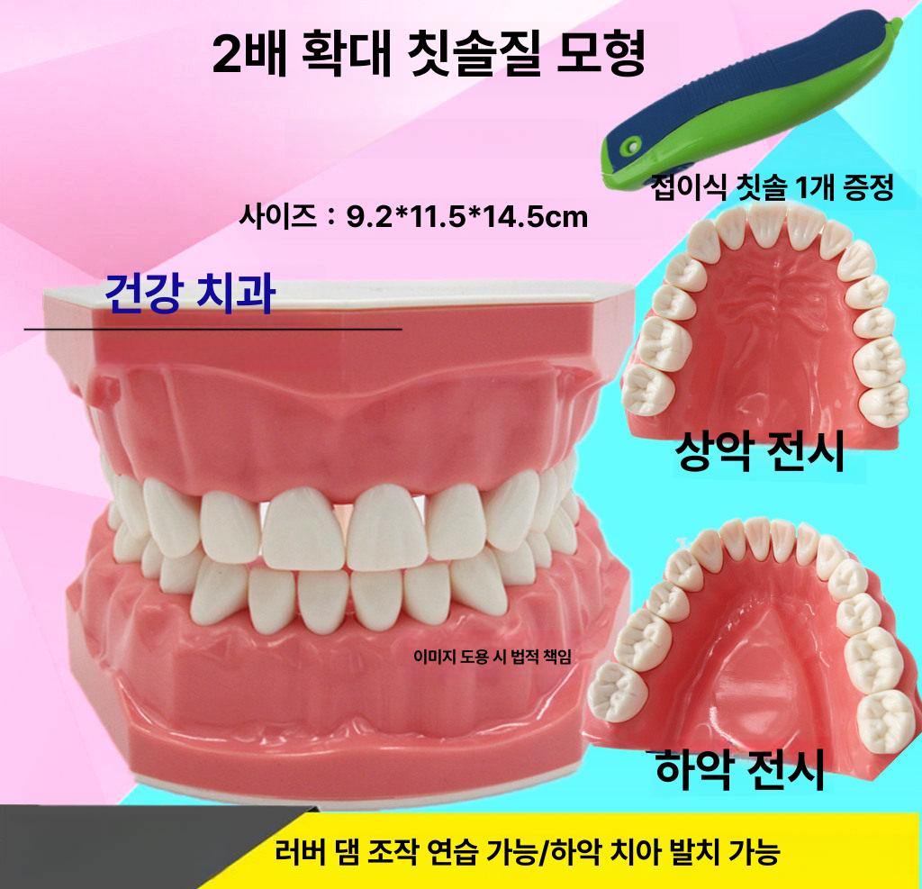 치아모형 구강 디스플레이 실습 교구 병원 이빨모형 교육 1 1 소형 모델 - 상세 이미지 2